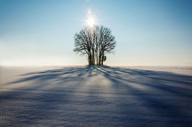 winter tree shadows on snow