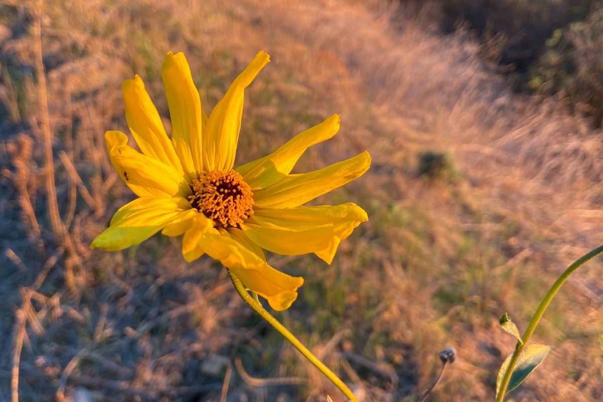 yellow flower