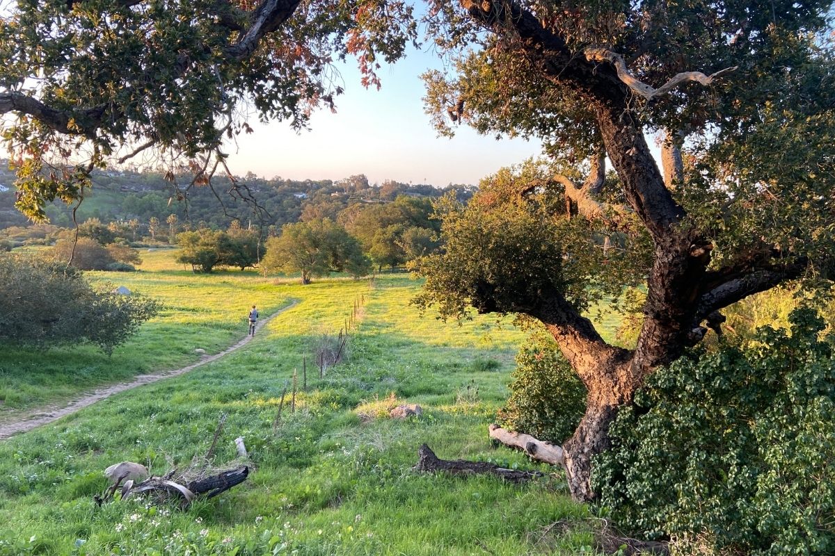 field with oak trees and runner