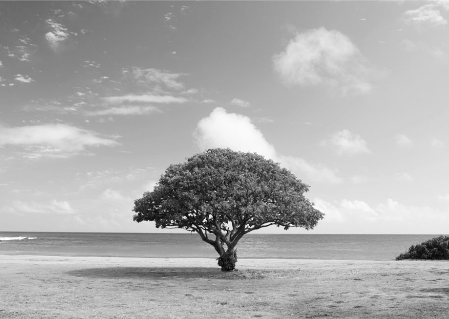 Black and White picture of single Samanea Saman tree (aka Monkey Pod or Rain tree) growing on beach