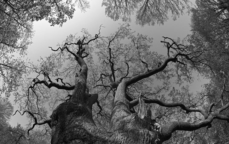 Black and White picture looking upward at bare tree trunk and limbs