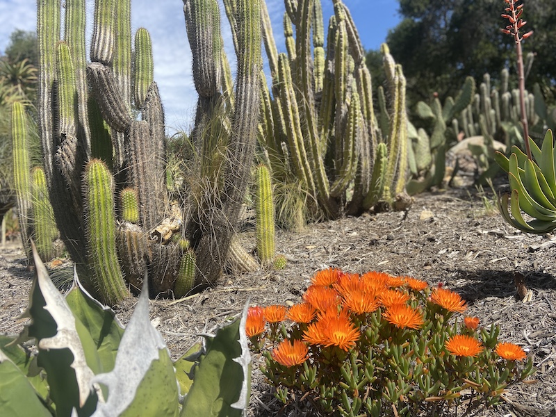 cactus and flowers