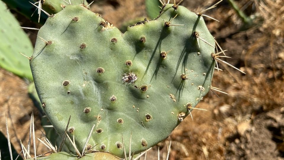 cactus shaped as heart