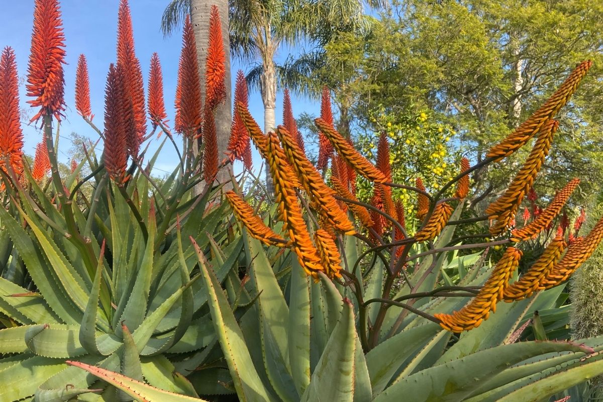 blooming agaves