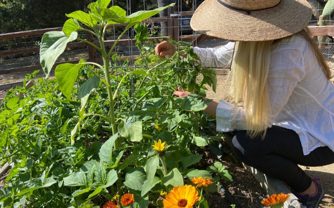 woman gardening with flowers and tomato plants